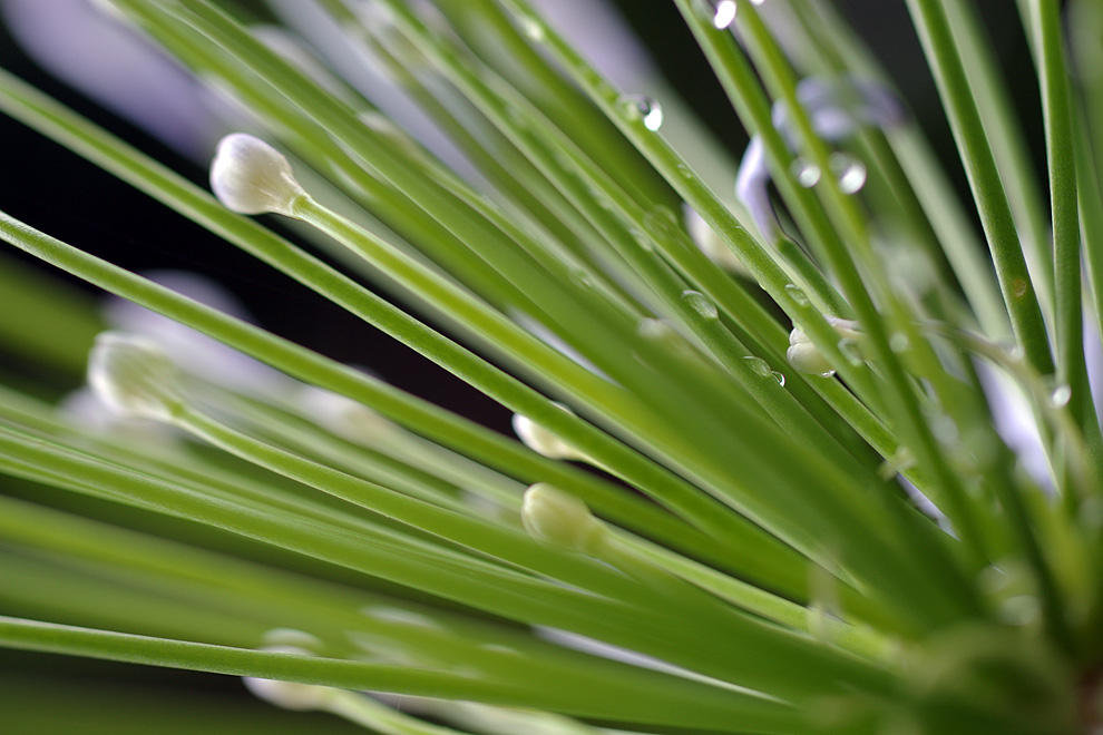 雨の季節ですね。_c0119613_21201329.jpg