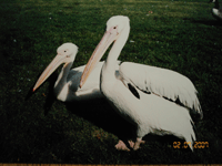 d0002224_1147535.gif