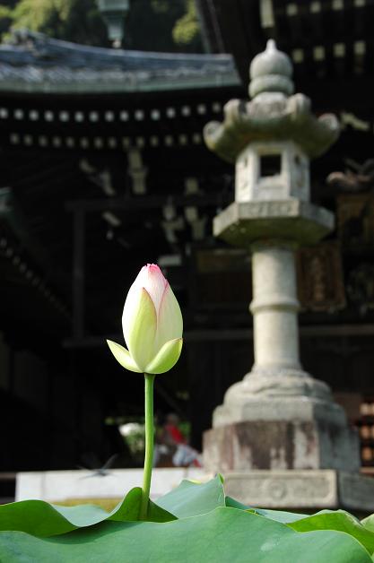 京都　三室戸寺_c0088737_1720119.jpg