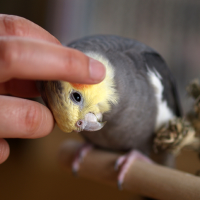 ザ！オカメインコ_d0085148_22113722.jpg