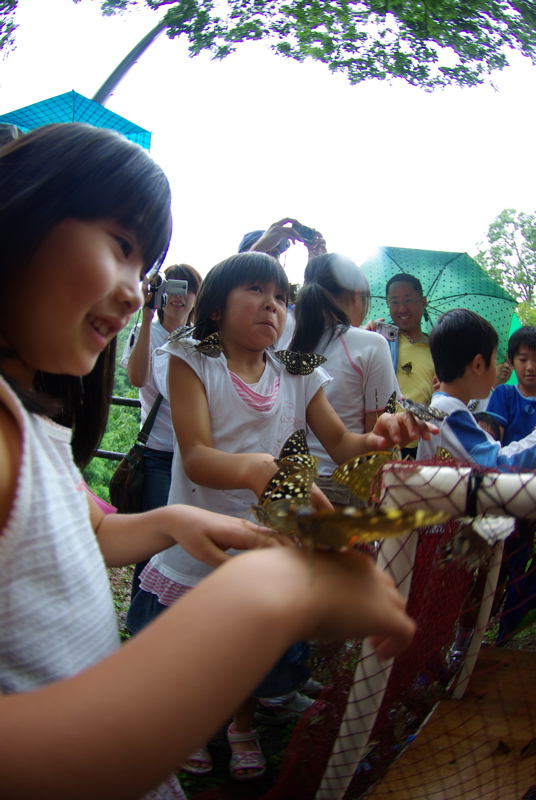 ７月１日　放蝶の日（その２）_a0009554_20101490.jpg