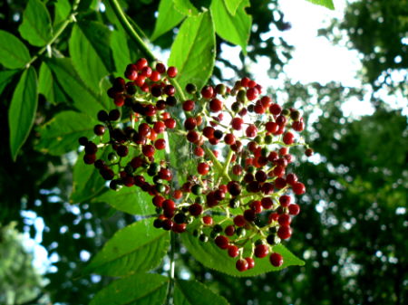 d0091754_01828.jpg
