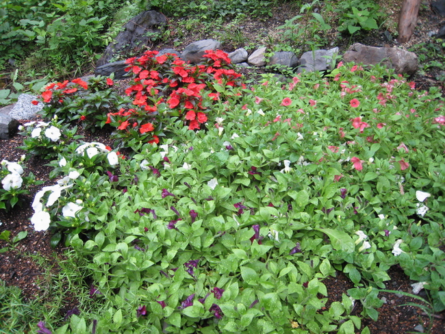 c0084268_8371934.jpg