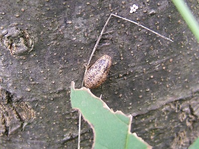 d0019074_914998.jpg