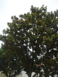 2007年7月1,2日日曜日もなにもないね _b0098584_2249411.jpg