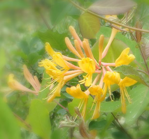 f0146493_94333.jpg