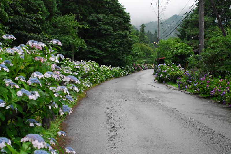 あじさい山公園_e0124594_20575112.jpg