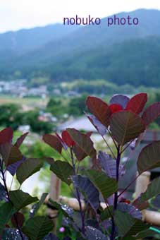 雨上がり_c0100195_2130679.jpg