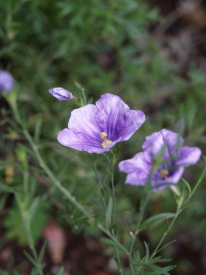 夏の花が、ぐんぐん育ってるぞ～。＾＾_e0089001_21381166.jpg