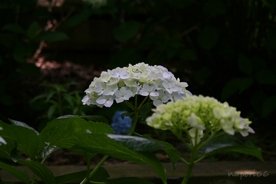 露（梅雨）のかけらもない紫陽花_a0101904_22475264.jpg