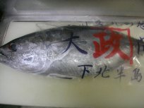 鮪_e0025817_2525479.jpg