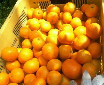 ハウスみかん_d0010719_9411197.jpg