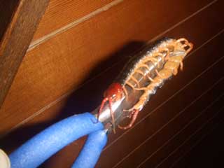 あまやん ムカデに刺される_b0054727_1211299.jpg
