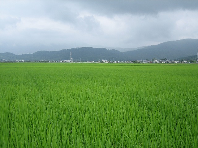もう一つのハッピー_b0100229_1301926.jpg