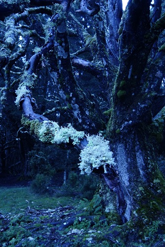 クレイドルの森_f0050534_6372663.jpg