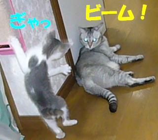 りくが来て1年経ちました_f0002743_8142590.jpg