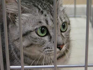 りくが来て1年経ちました_f0002743_814566.jpg