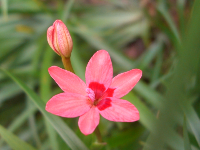 庭の小さな花_f0106759_6501842.jpg