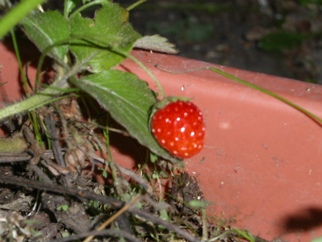 d0098665_18514179.jpg