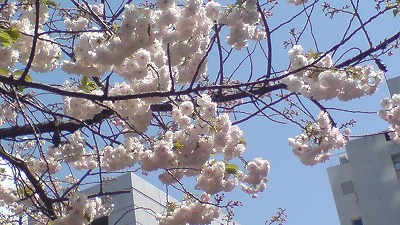 いまさら桜_d0013269_0425470.jpg
