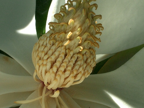 タイサンボク(大盞木、泰山木、大山木)_c0085874_1125231.jpg