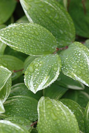 雨あがりの愉しみ方_c0026690_23553267.jpg