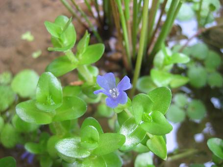 水生植物２_b0087914_1120828.jpg