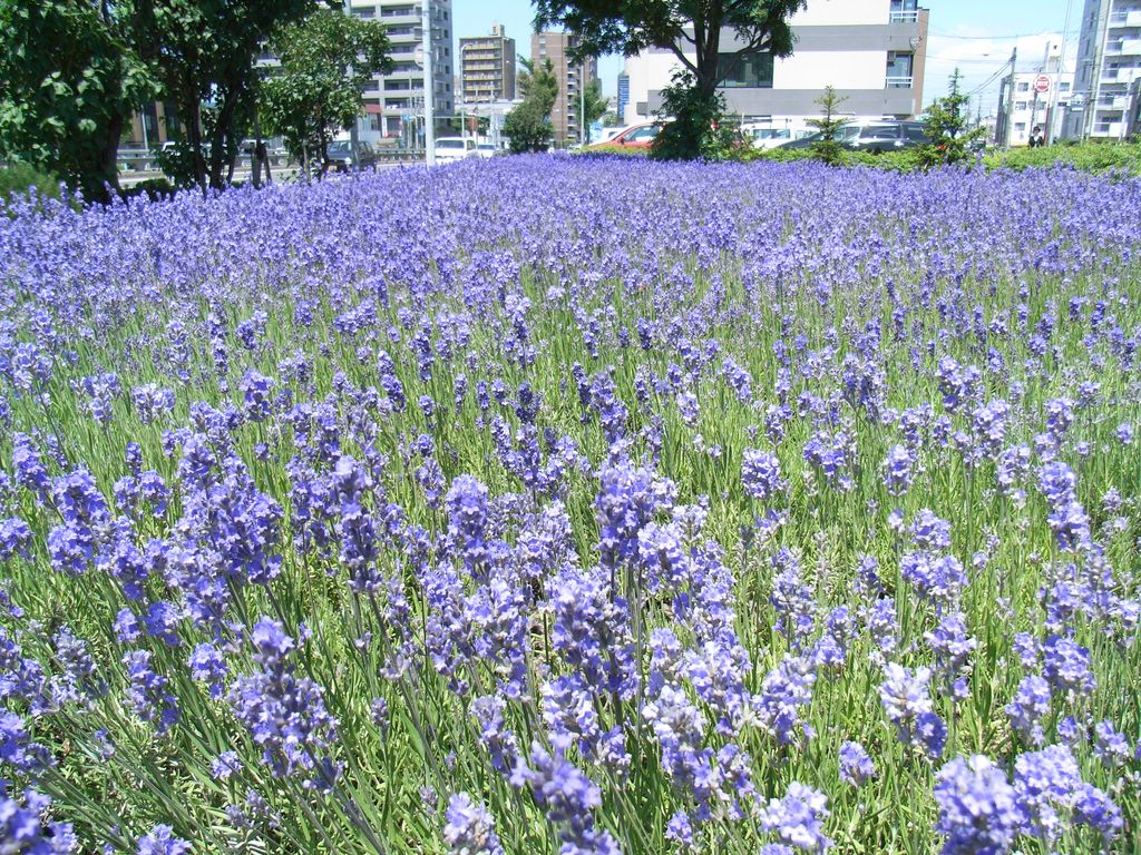 富良野に行かなくてもラベンダーだらけ 【ラベンダー追加】_c0025115_2235129.jpg