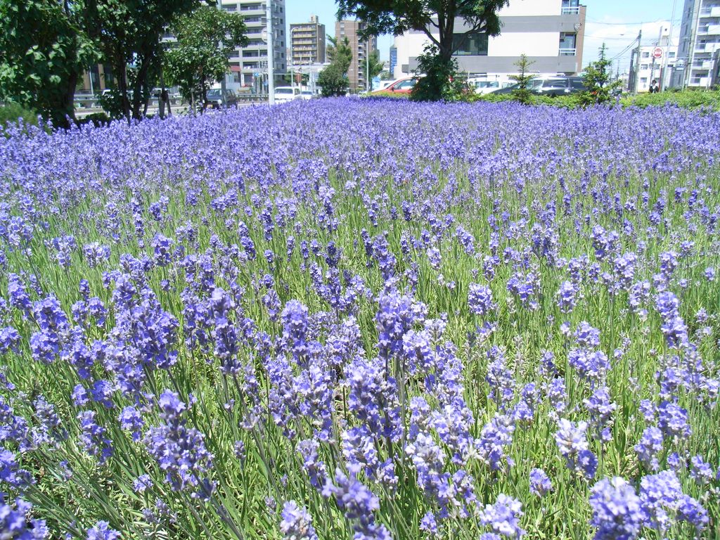 富良野に行かなくてもラベンダーだらけ　【ラベンダー追加】_c0025115_2235129.jpg