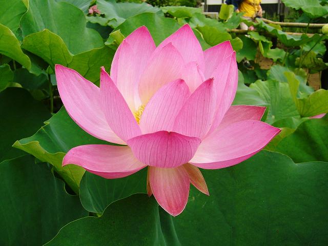 １８１ 散った蓮の花は チリレンゲ 三百六十五連休