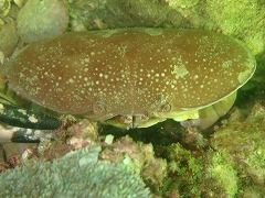 f0067584_0581154.jpg