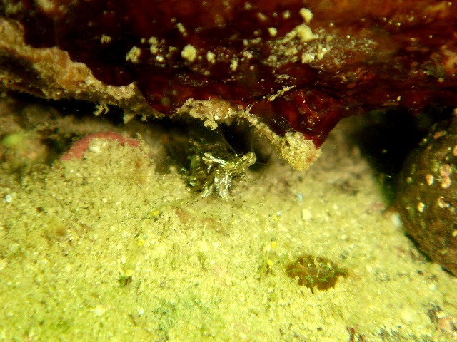 f0067584_1114264.jpg
