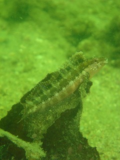 f0067584_1153634.jpg