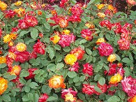 c0105785_93545.jpg