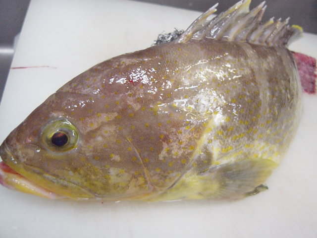 上質な白身を刺身で 黄ハタと赤ハタ は どっちが高級魚 吟ばん 十八番は和食と和の酒 上質な白身を刺身で 黄ハタと赤ハタ は どっちが高級魚 吟ばん 十八番は和食と和の酒