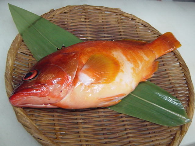 上質な白身を刺身で 黄ハタと赤ハタ は どっちが高級魚 吟ばん 十八番は和食と和の酒
