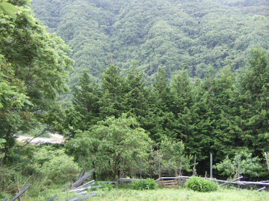 d0024504_207298.jpg