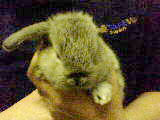 ::: Rabbit Baby Rabbit :::_b0038810_18171076.jpg