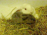 ::: Rabbit Baby Rabbit :::_b0038810_18182139.jpg