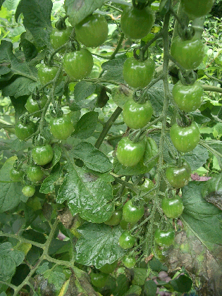 c0086221_2318282.jpg