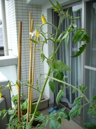 f0013029_9403922.jpg