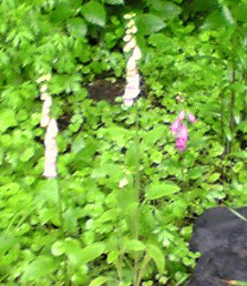 f0063944_17465669.gif