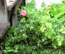 f0063944_17472731.gif