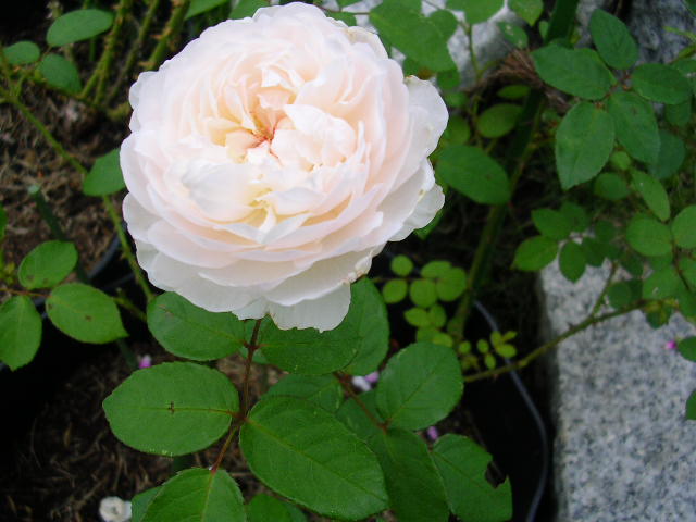 2007年7月5日(木)・・・自然の恵み!_f0060461_2144784.jpg