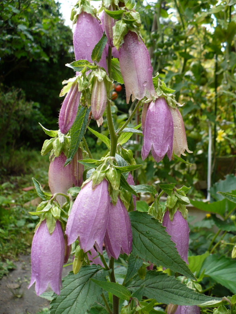 a0063364_23184950.jpg