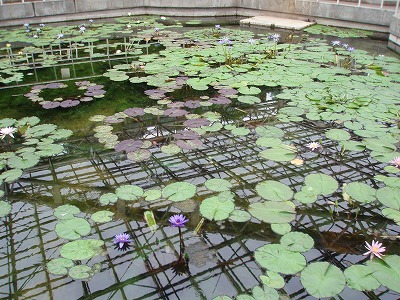 神代植物公園 ～大温室編_c0105785_1015483.jpg