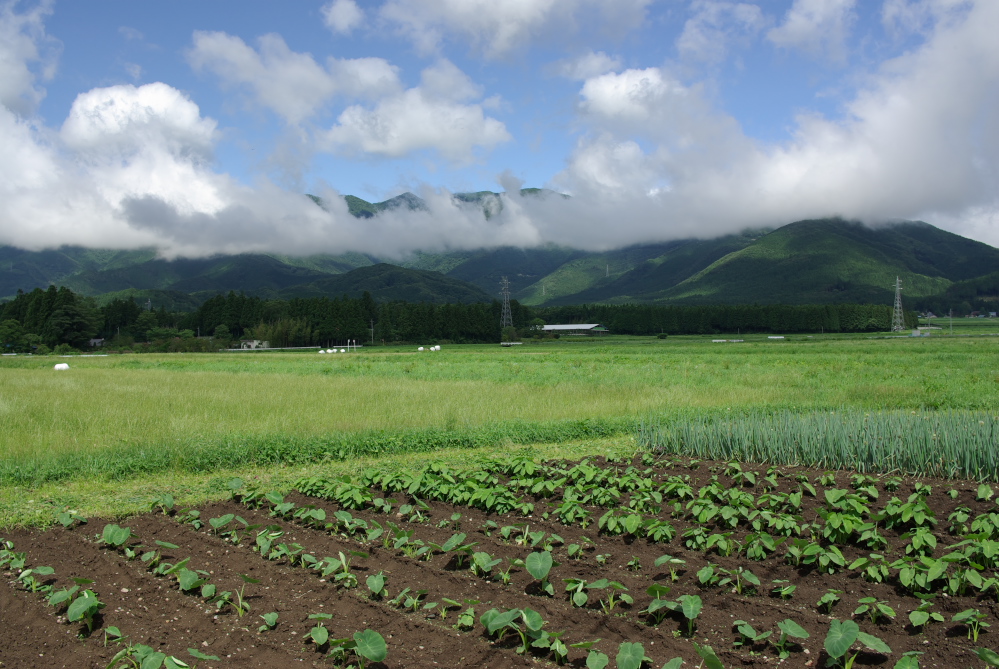 梅雨の晴れ間_f0137288_1747257.jpg