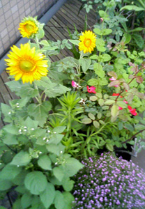 a0098418_2354832.jpg