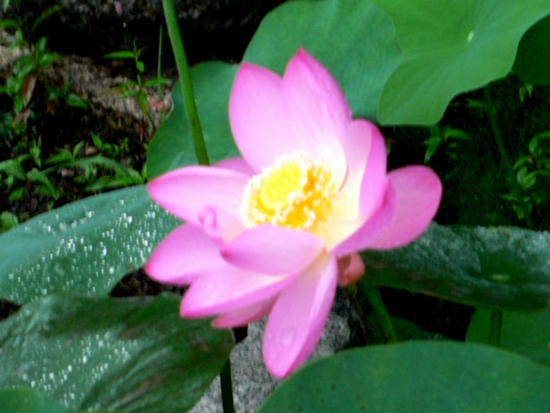 d0092026_1873995.jpg