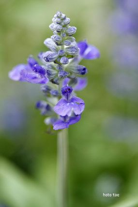 f0005733_2010571.jpg